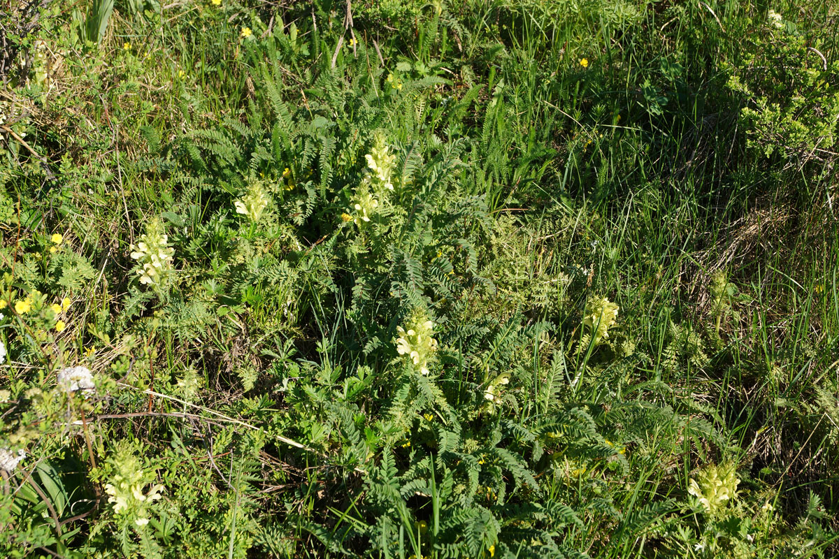 Изображение особи Pedicularis physocalyx.