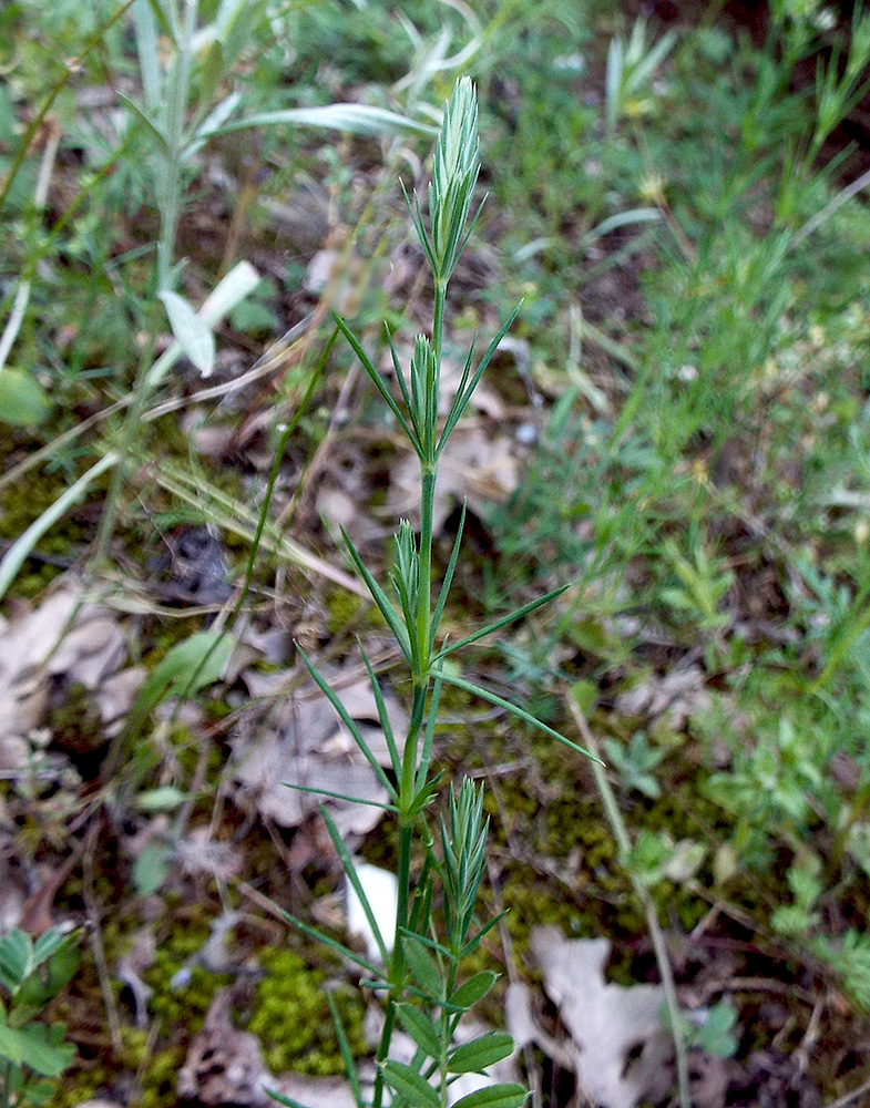 Image of Crucianella angustifolia specimen.