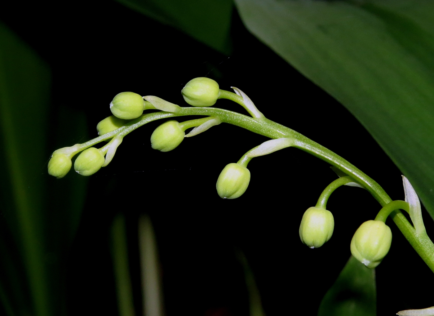 Image of Convallaria majalis specimen.