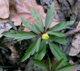 Anemone ranunculoides. Растение на стадии бутонизации. Украина, Киев, заказник \"Лесники\", низинная часть. 5 апреля 2010 г.