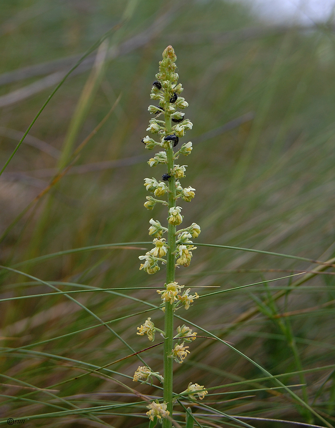 Изображение особи Reseda lutea.