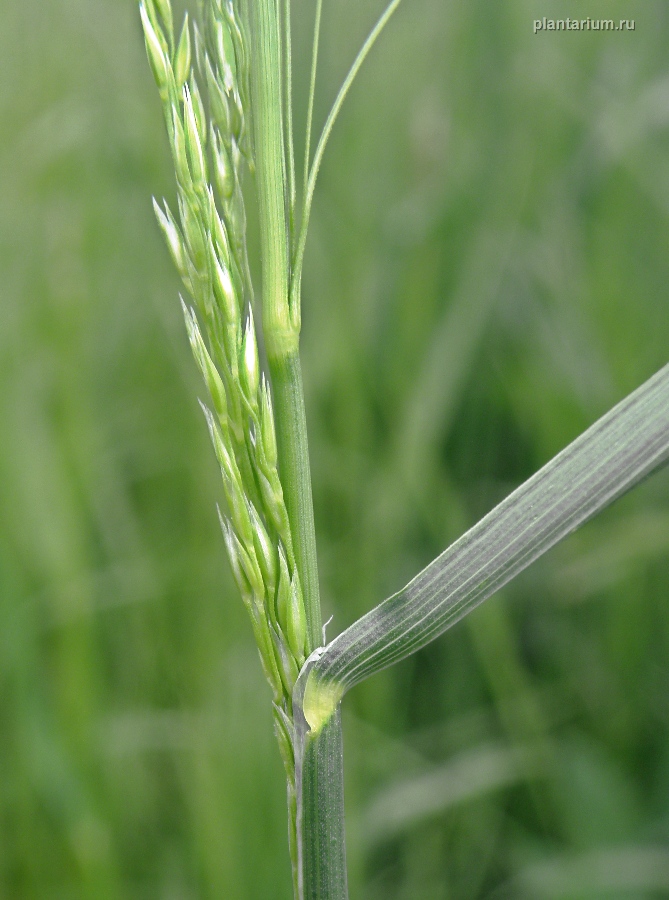 Image of Poa palustris specimen.