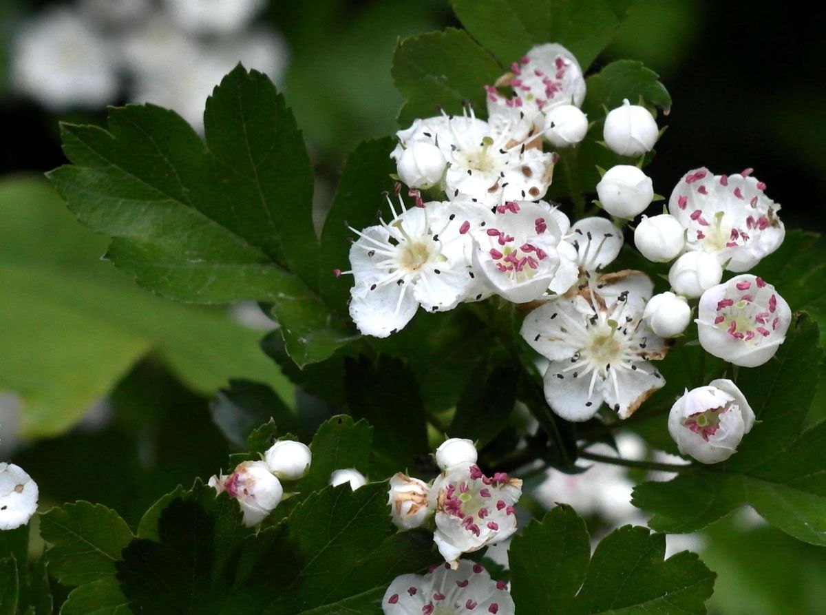 Изображение особи Crataegus rhipidophylla.