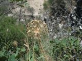 Image of taxon representative. Author is Виктория Чадаева