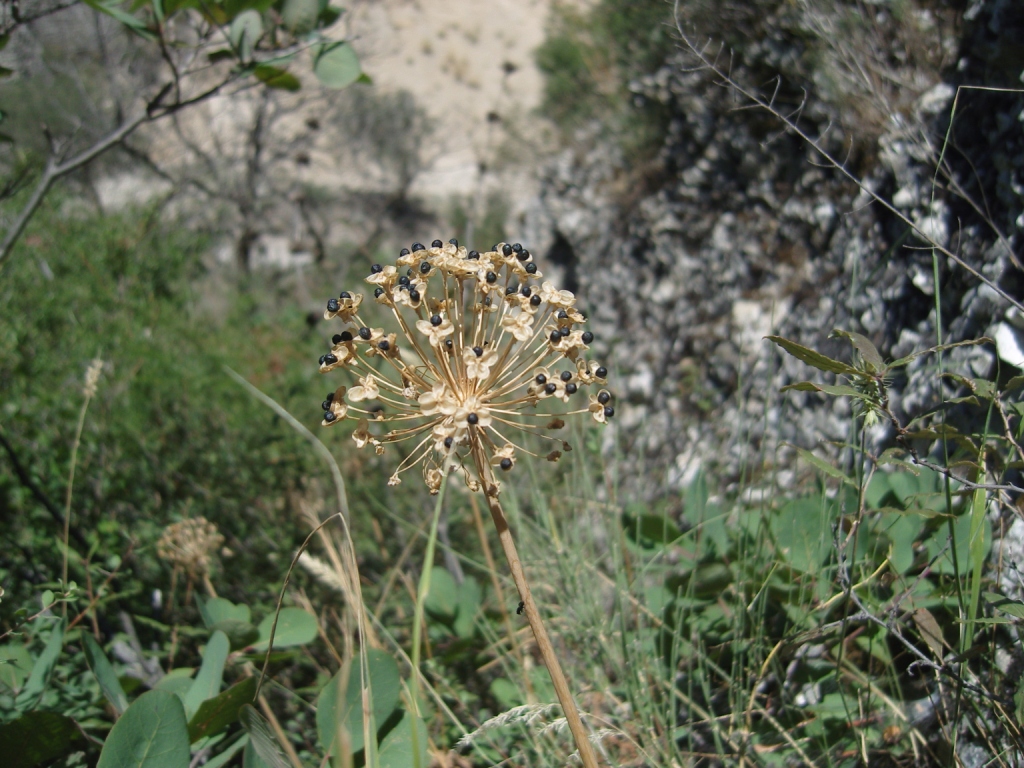 Изображение особи Allium grande.