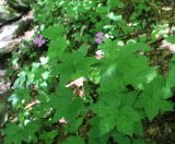 Geranium gracile