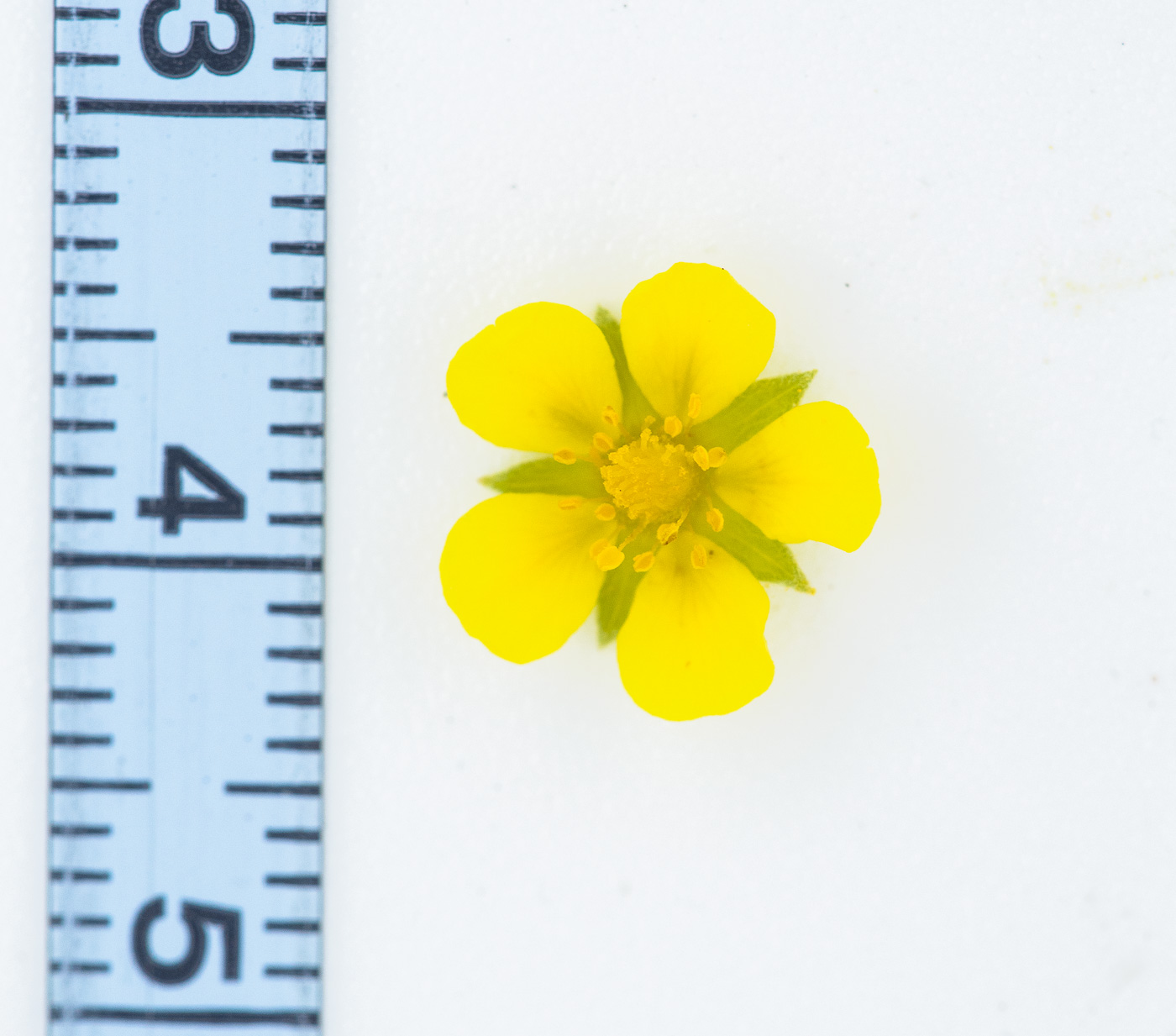 Изображение особи Potentilla argentea.