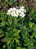 Anemonastrum fasciculatum. Верхушка цветущего растения. Абхазия, Рицинский реликтовый национальный парк, гора Ацытаку, ≈ 2300 м н.у.м., субальпийский луг. 11.07.2017.