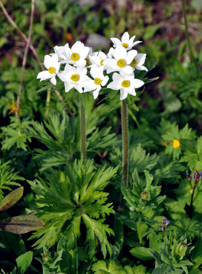 Image of Anemonastrum fasciculatum specimen.