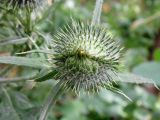 Cirsium vulgare