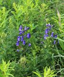 Aconitum nasutum