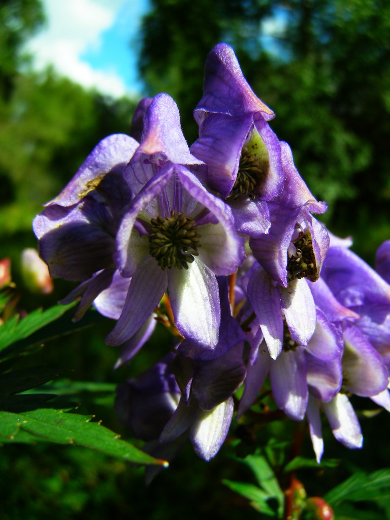 Image of genus Aconitum specimen.