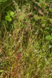 genus Epilobium