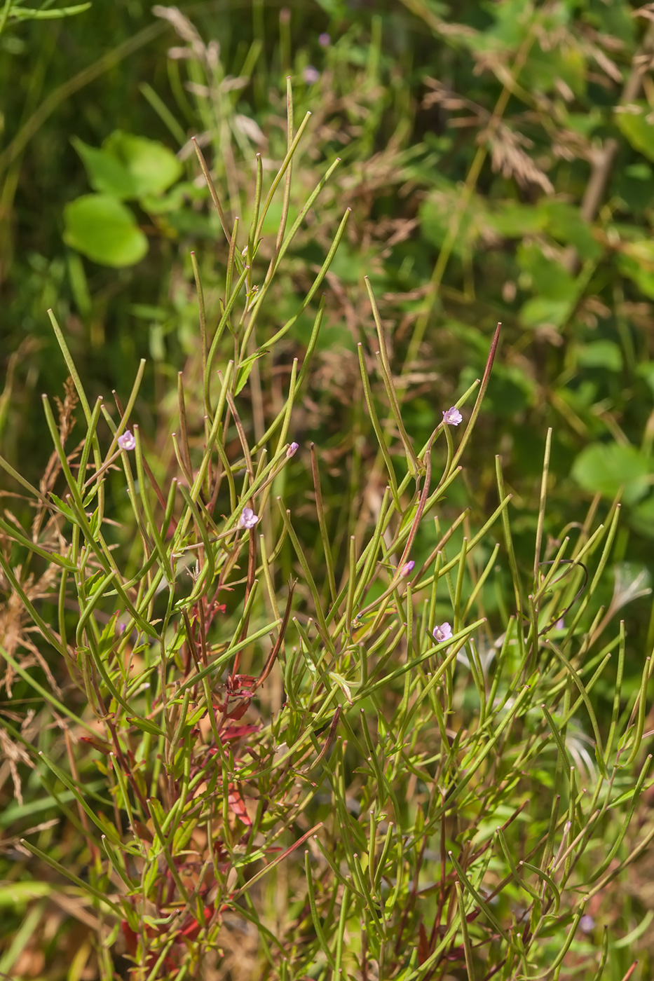 Изображение особи род Epilobium.