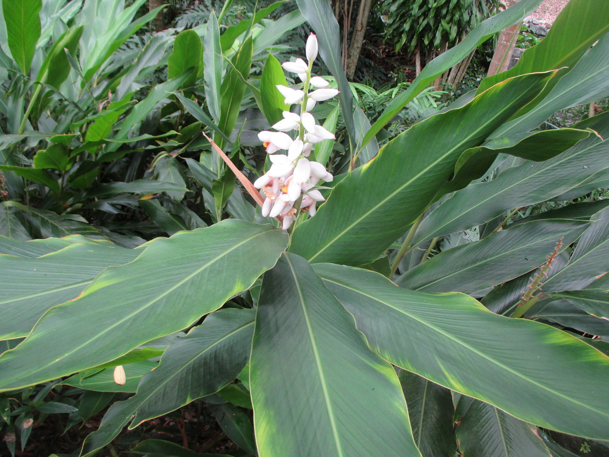 Изображение особи Alpinia malaccensis.
