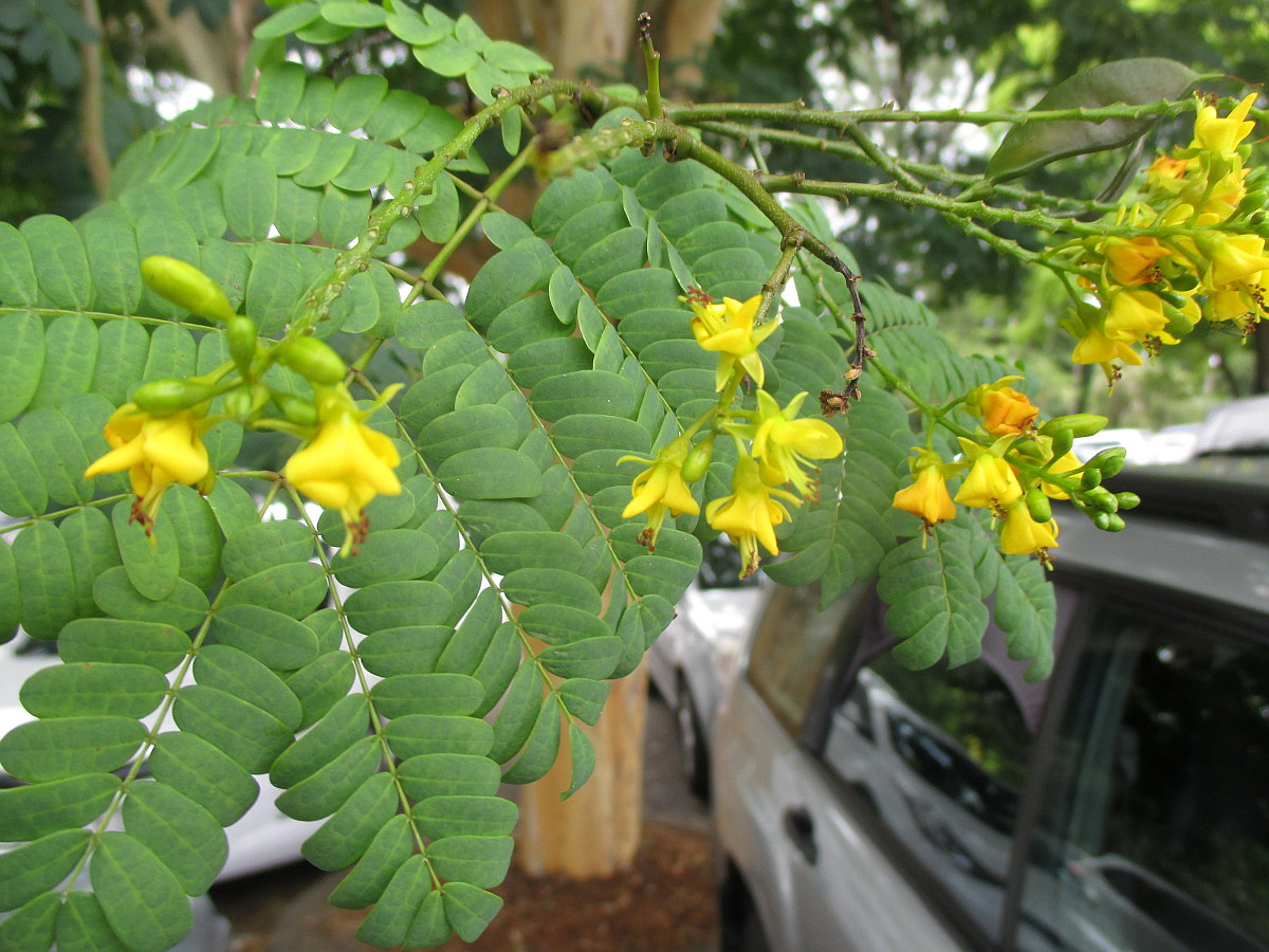 Image of Caesalpinia ferrea specimen.