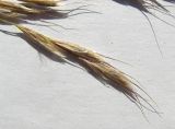 Helictotrichon pubescens