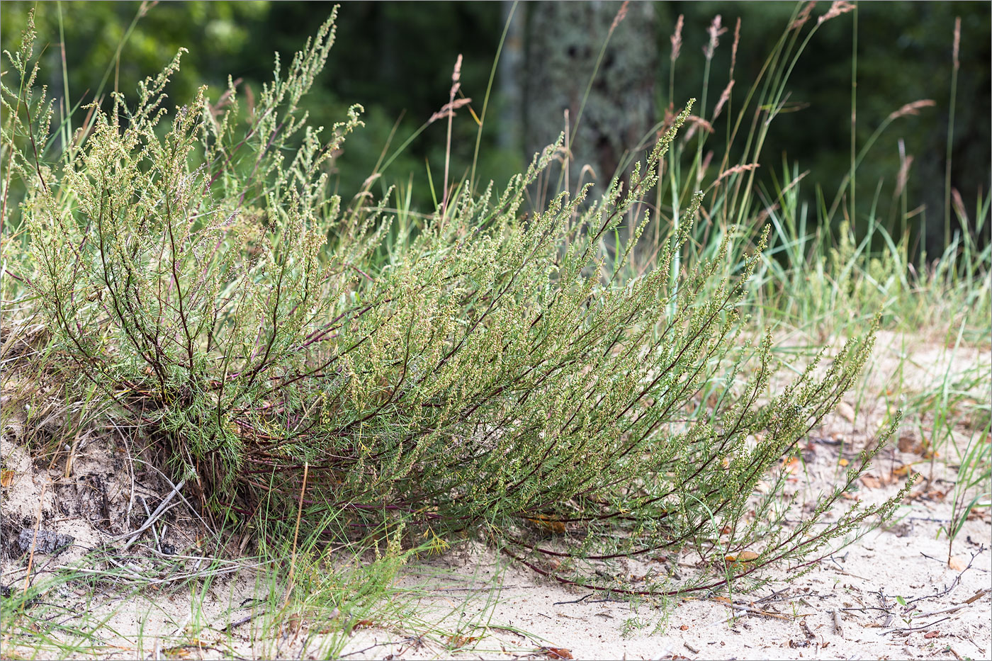 Изображение особи Artemisia campestris.