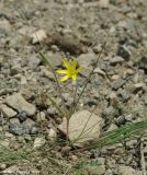 Gagea tenuifolia. Цветущее растение. Азербайджан, Лерикский р-н, Зуванд, окр. с. Шонаджола. 12.04.2010.