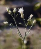 Centaurea diffusa