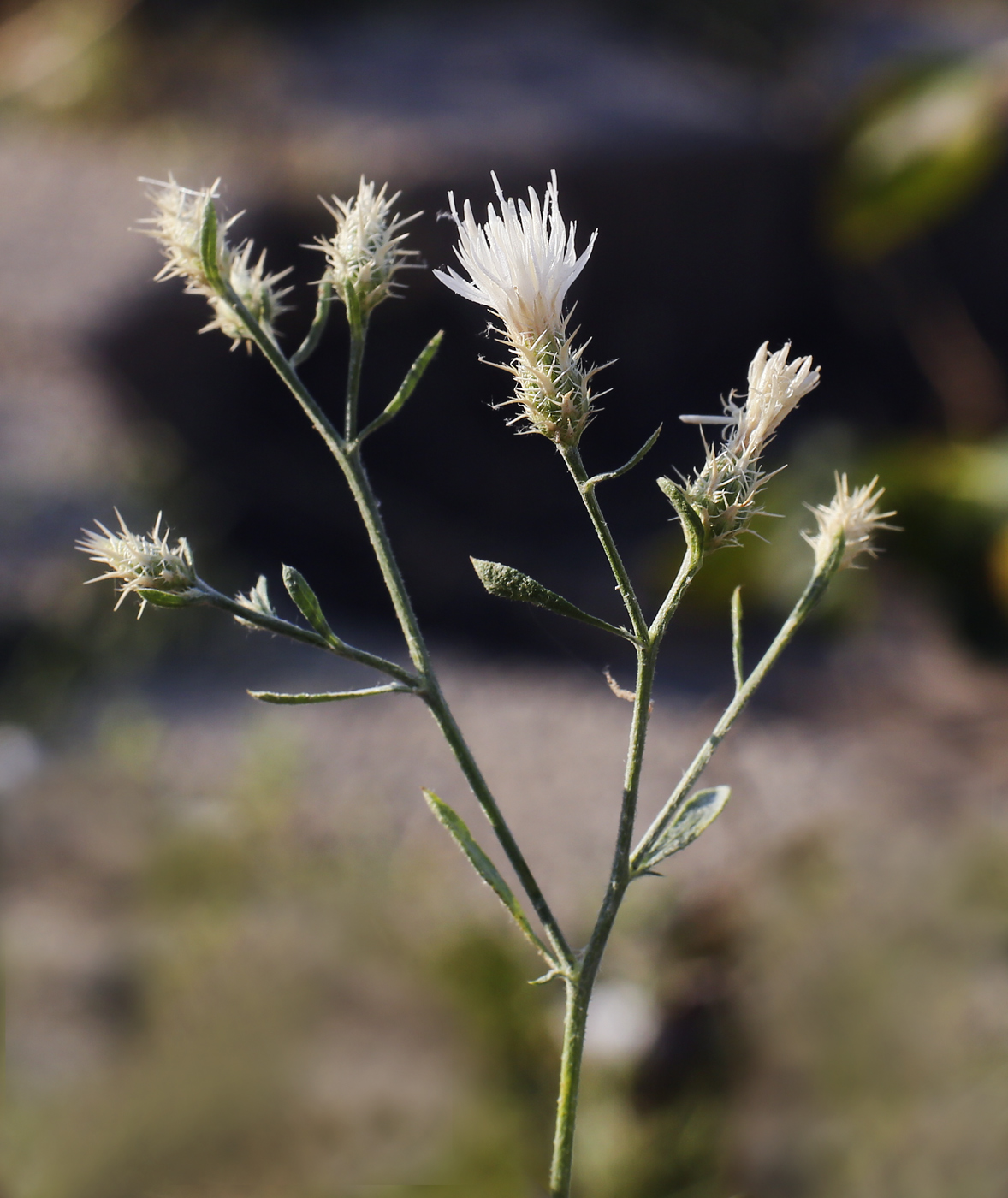 Image of Centaurea diffusa specimen.