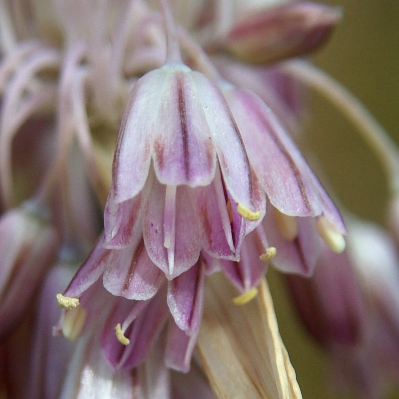 Image of Allium paniculatum specimen.