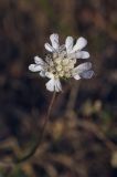 Lomelosia argentea. Соцветие. Крым, Сакский р-н, окр. пос. Прибрежное, закустаренное степное прибрежье между морем и Симферопольским шоссе. 09.08.2017.