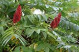 Rhus typhina