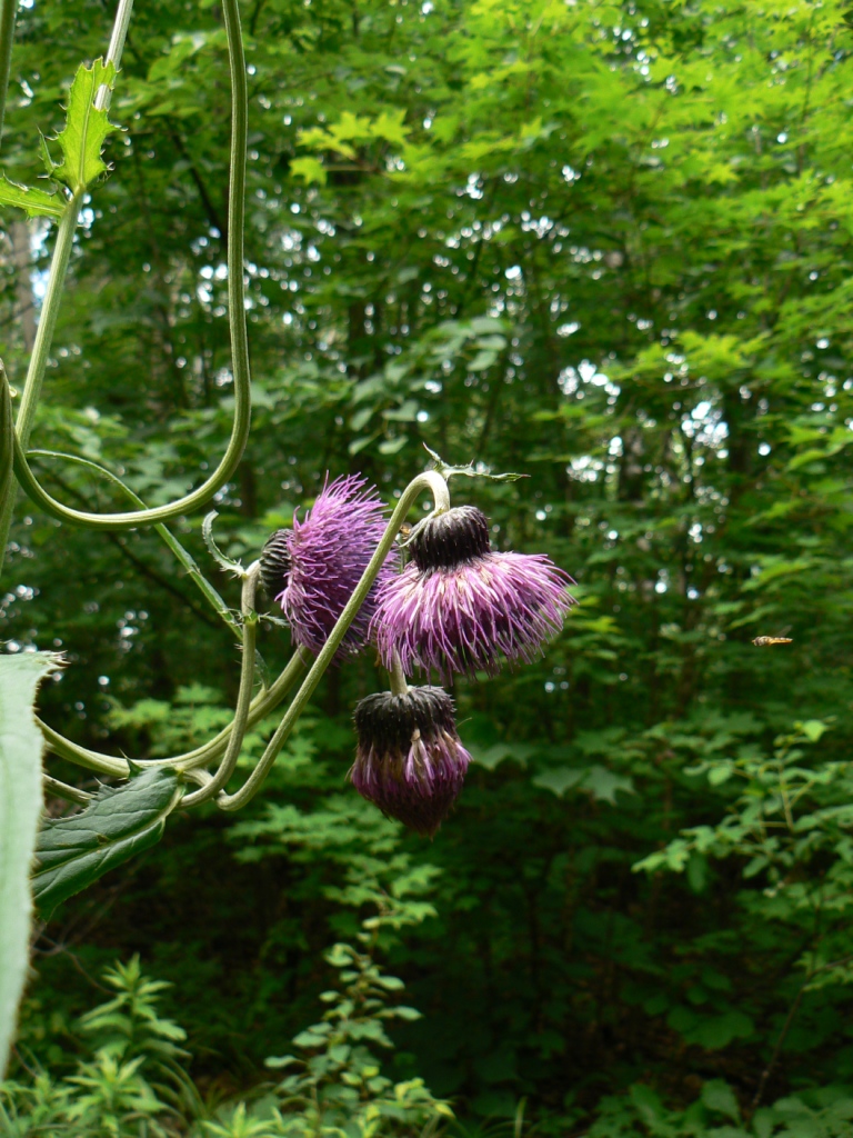 Image of Cirsium schantarense specimen.