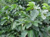 Nauclea orientalis
