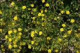 Potentilla canescens