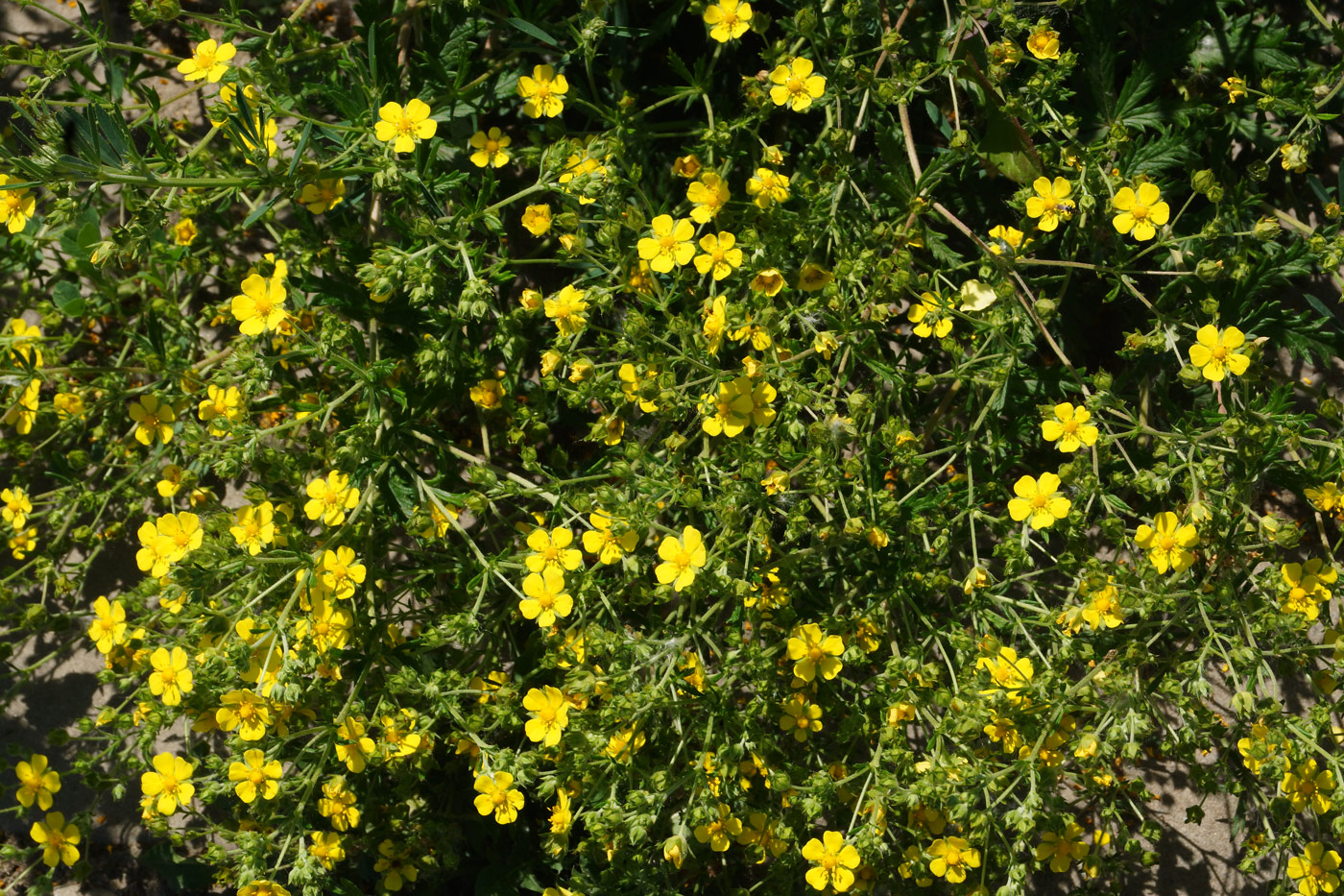 Изображение особи Potentilla canescens.