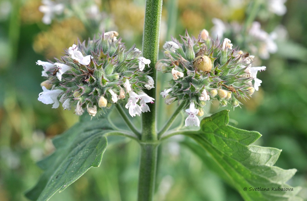 Image of Nepeta cataria specimen.