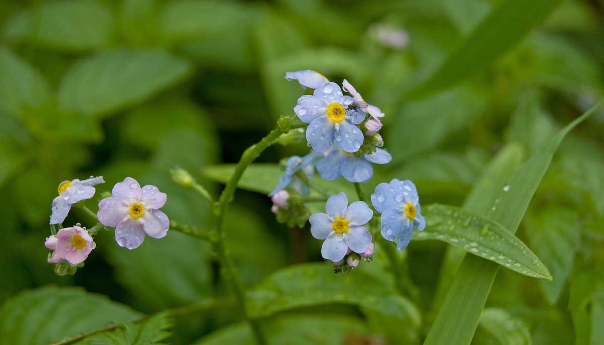 Image of Myosotis palustris specimen.