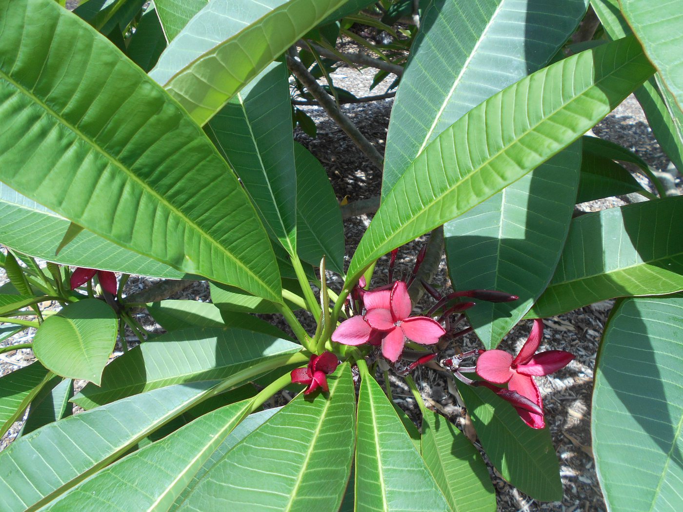 Изображение особи Plumeria rubra.