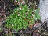 Micranthes nudicaulis