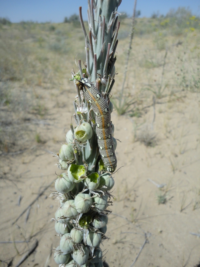 Image of Eremurus inderiensis specimen.