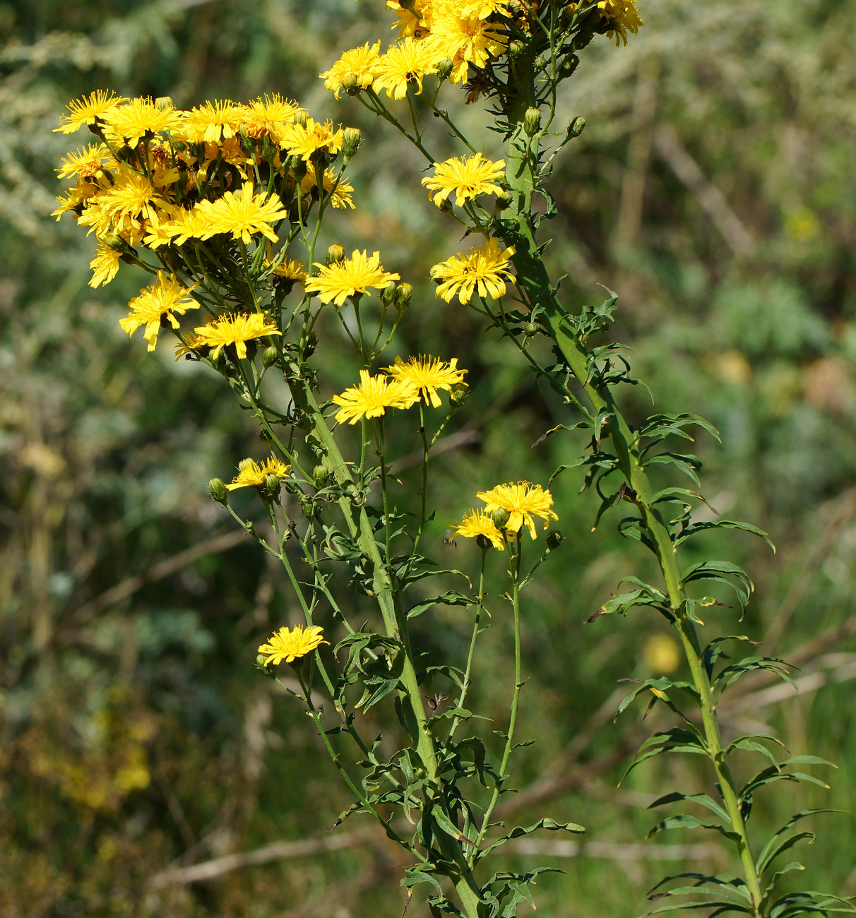 Изображение особи Hieracium umbellatum.