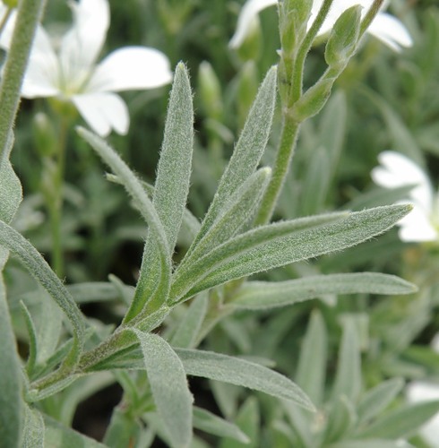 Image of Cerastium argenteum specimen.