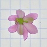 Image of taxon representative. Author is Татьяна Мальчинская