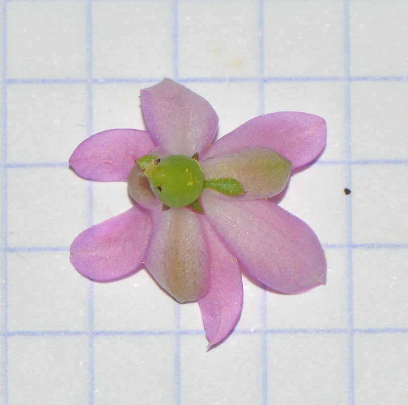 Image of genus Pereskia specimen.