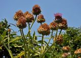 Cynara scolymus