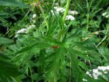 Geranium pratense. Стеблевой лист. Беларусь, Гродненская обл., Новогрудский р-н, Ладеникский сельсовет, дер. Городечно, крапивник-разнотравный на склоне холма. 19.06.2014.