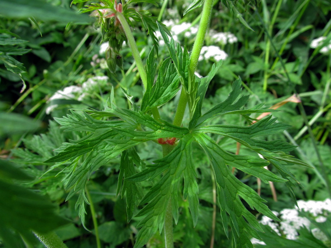 Изображение особи Geranium pratense.