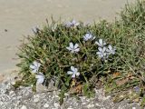 Cichorium spinosum. Цветущее растение. Греция, о-в Крит, ном Ханья (Νομός Χανίων), дим Платаньяс (Δήμος Πλατανιά), горный массив Лефка Ори (Λευκά Όρη), урочище Ксилоскало (Ξυλόσκαλο), ≈ 1200 м н.у.м., обочина автомобильной дороги. 28 июня 2017 г.