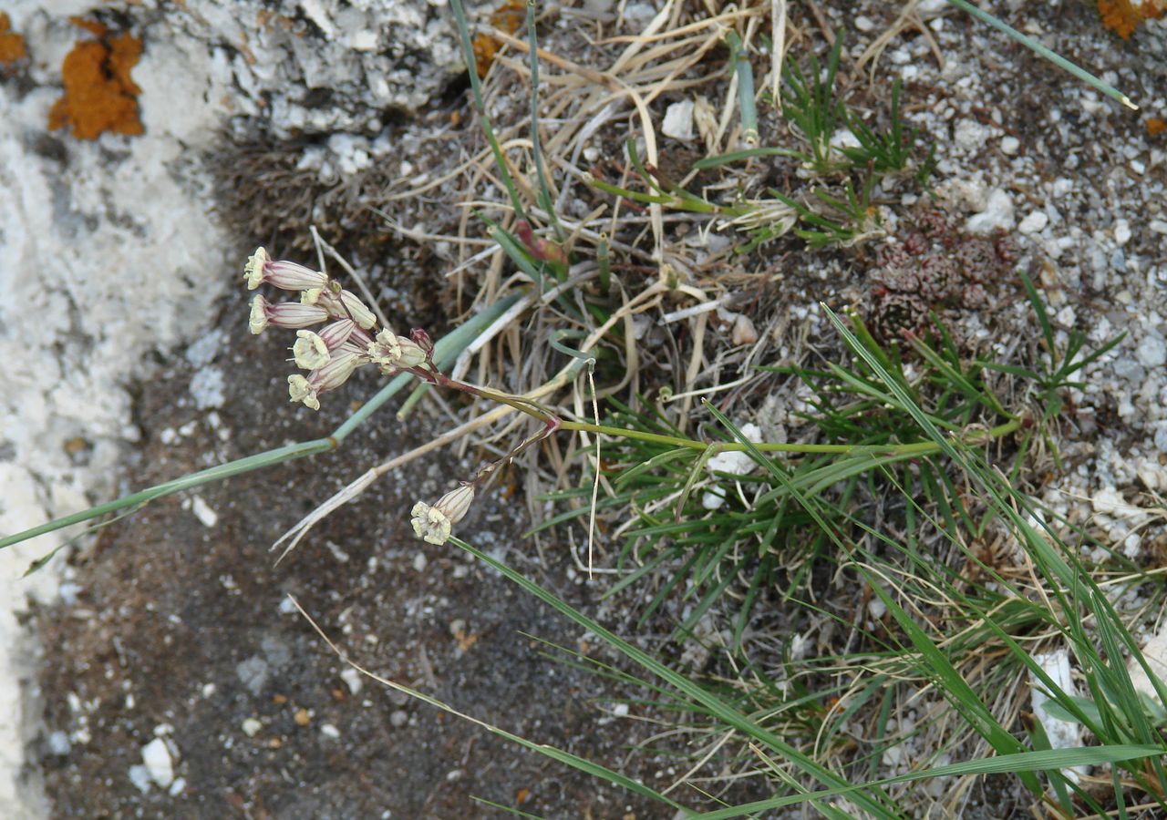 Image of Silene turczaninovii specimen.