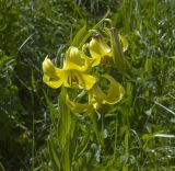 Lilium kesselringianum