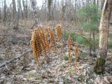 Aruncus dioicus. Перезимовавшее соплодие. Хабаровский край, Хабаровский р-н, 17 км Владивостокского шоссе, преимущественно широколиственный лес. 21.04.2012.