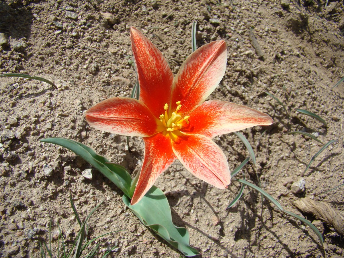 Image of Tulipa kaufmanniana specimen.