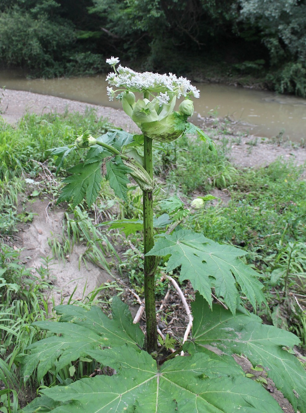 Изображение особи Heracleum mantegazzianum.